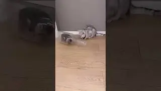 Baby Cat Vibes  Too Cute to Miss!     #groovycats #dancechallenge #funnyanimals