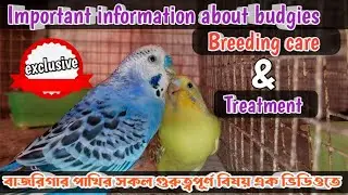 Budgies Breeding Tips//Important Information about Budgies Breeding Care & Treatment//বাজরিগার পাখি।