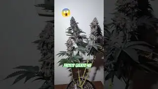Amazing Gelato Strain! Topped, and LST Gelato 45😱 Ready To Harvest! #cbd #music