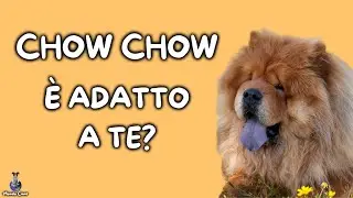 Chow Chow: Cosa Sapere