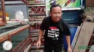 Video Kandang Ayam Sehat BJ Centre