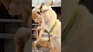 41HEIGHT BIG KOTA at AL ADL Goat Farm Mahapoli Bhiwandi ☎️ 8080601092 #goatfarm #kotabakra