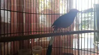 “Suara Murai Batu Merdu di Pagi Hari – Penenang Jiwa dan Penyemangat Hari”