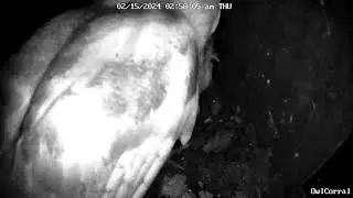 Delivery of Large Headless Rodent From Confused #BeauTheBarnOwl. Owl Box C - 2/15/24 - 2:57 am