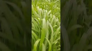 ajanz