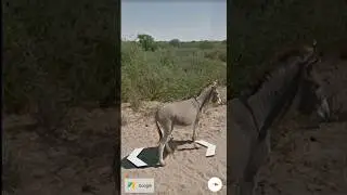 Found Funny Moment On Google Maps #googleearth #googlemaps #shorts
