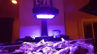 IM Nuvo 20 reef tank