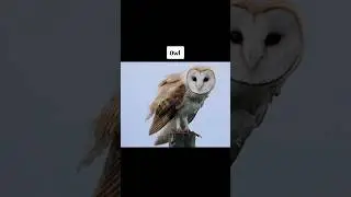 Редкие детеныши животных 🤯