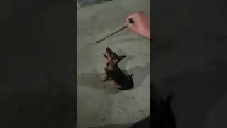Playin-Dog jumping 🐶 Happy Dog no barking 😆..a page form Manoj's Diary! hope you all have fun! 😻