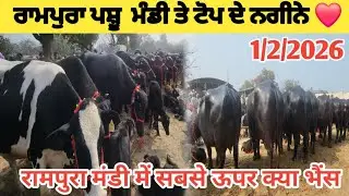 ਰਾਮਪੁਰਾ ਪਸੂ ਮੰਡੀ ਤੇ ਰੇਟ ਸੁਣ ਕੇ ਤੁਸੀਂ ਹੈਰਾਨ ਹੋ ਜਾਓ ਗੇ #dairyfarming #brarandsandhudai #rampuramandi