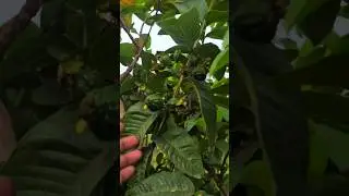 L49 Guava Plant after 3 years #agro #l49 #guava