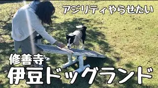 【伊豆ドッグランド】ドッグランで走って遊んでアジリティをやりたい！