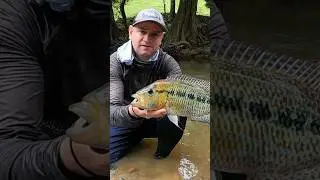 caquetaia umbrifer#newshorts #shorts #shortsyoutube #fish #especies #viralfis#shortfishing