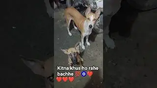 express happiness 😊//#cute dog #dog lover's #sukoon#feeding#yt viral #yt short #yt
