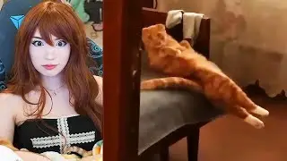 Emiru Reacts to More Cat Core