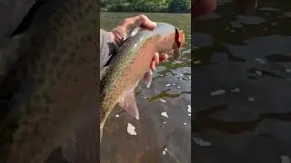 Huge Lehigh River Rainbow Trout #Short #Lehigh #River