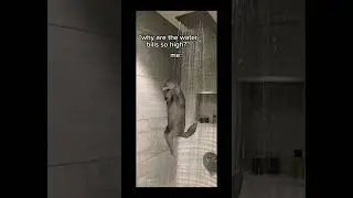 High Bills | Dancing Wolf🐺 #youtubeshorts #memes #funny #dancing #wolf #shorts #youtube #russian