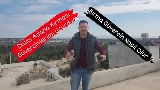 Dalıcı Adana Kırması  G&uuml;vercinlerimi U&ccedil;urdum