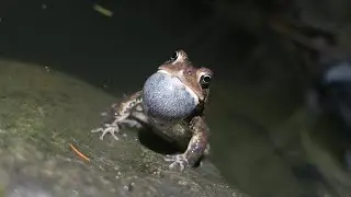 American Toads Calling