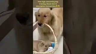 Cute Dogs 🐕 Smart Dogs! Smart Dog Video 2022 #shorts