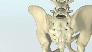 TransLoc 3D™ Hybrid SI Joint Fusion | Minimally Invasive Relief for Chronic Back and Leg Pain