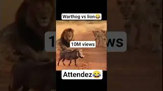 kasongo vs lion_😂#funnyvideo 😂 #viralvideo #shorts #wildlife #funnyanimals #comedyvideo