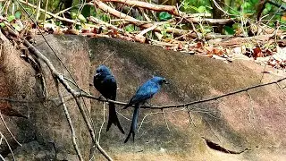 bird watching - bird for cats to watch ep13 #bird #birding  #birdwatching