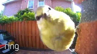 Bird Gets Up-Close and Personal With Ring Video Doorbell | RingTV