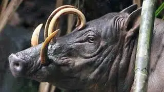 Babirusa Facts  Interesting Facts about Babirusa Facts about Babirusa