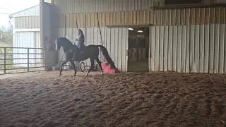 HPW HIGH ON YOU: Morgan Gelding For Sale