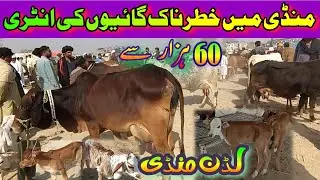 Cholistani Sahiwal Milking Cow/Price Update/Luddan Mandi/Dairy Farming/Luddan Mandi.PK