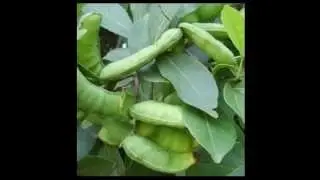 Pacay Fruit Health Benefits & Side Effects