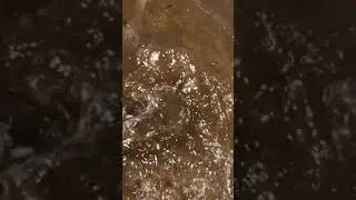 Just a quick clip of the eel tailed catfish swimming off