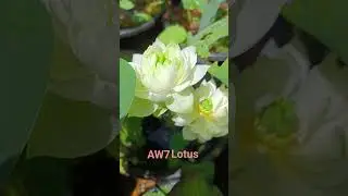 AW7 lotus @careblooms #viral #trending