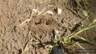 How Fast Ants Eat Some Sugar.