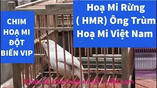 Chim hoạ mi đột biến, hoạ mi rừng (hmr) &ocirc;ng tr&ugrave;m về chim hoạ mi Việt Nam, #shorts  #chimhoami