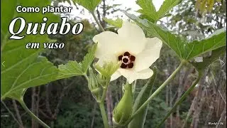 Como plantar Quiabo em Vaso, passo a passo