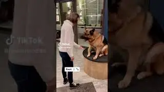 Hudson and rex w/ sarah