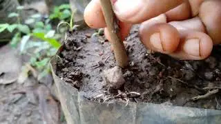 Identifying Cocoa Cambium Layer for grafting (Kannada)
