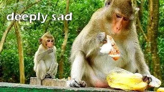 Poor baby Alba looked so hungry and sad! Alba waiting mom share food but Anna not share!