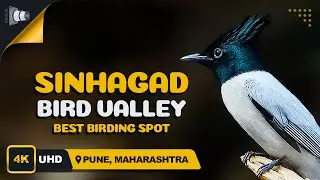 Sinhgad Bird Valley, Pune, Maharashtra | Bird Watching in India | Travelclix