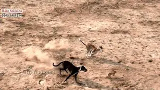 Grayhound Coursing Race Round 2 Phalia Club 22 Jan 2025