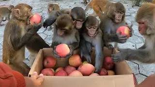Monkey eating one box small fuji apple || Hungry monkey are happy to get delicious apple
