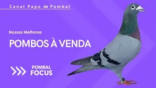 Venda de Super Reprodutores Pombo Correio