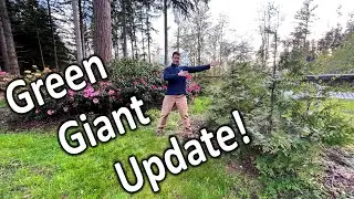 How Much Has My Green Giant Arborvitae Hedge Grown