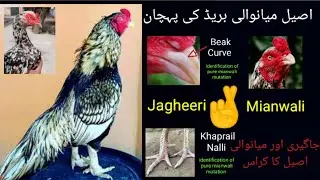 Pure mianwali breed ki pehchan| Jagheeri or mianwali aseel ka cross 