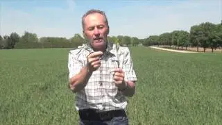 Wheat School: Frost Damaged Heads &mdash; What&rsquo;s the Yield Loss?