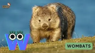 ABC Animal Adventure | A to Z Real Animals Learning Song | Cute Animals