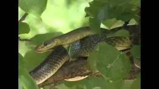 The Aesculapian Snake (Zamenis longissimus, previously Elaphe longissima)