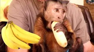 Talking Monkey LOVES His Banana!